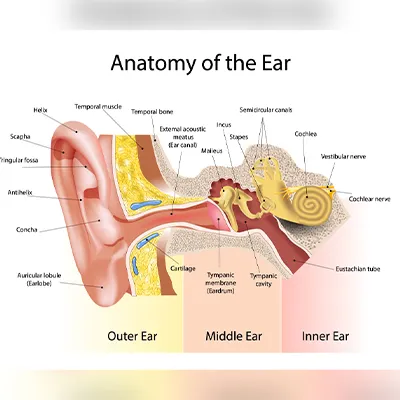 Anatomy of the human ear